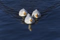 three white ducks swimming in a river Royalty Free Stock Photo