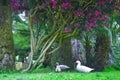 Three White Ducks Under The Tree With Purple Flowers