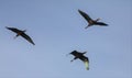 Three White-faced Ibis in Flight Royalty Free Stock Photo