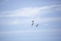 Three White-Faced Ibises in Flight Royalty Free Stock Photo