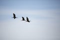 Three White-Faced Ibises in Flight Royalty Free Stock Photo