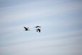 Three White-Faced Ibises in Flight Royalty Free Stock Photo