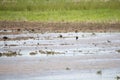 Three White-Faced Ibises Foraging