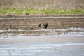 Three White-Faced Ibises Royalty Free Stock Photo