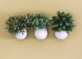 Three white flower pot with flowers hanging on the wall Royalty Free Stock Photo