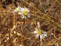 Three white flowers with a butterfly on one in riserva dello zingaro Royalty Free Stock Photo