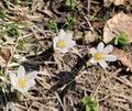 Three white flowers called Crocus venus