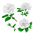 Three white flowers Camellia Japonica with buds vintage vector illustration editable