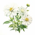 Realistic Watercolor Painting Of White Starburst Zinnia Flowers Royalty Free Stock Photo