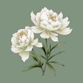 Organic Material: White Peonies On Green Background