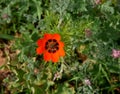 Adonis aestivalis. Red flower in the spring on the fieldthree white flowers on rocky soil in spring