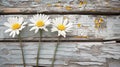 Three white flowers are Royalty Free Stock Photo