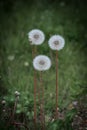 Three white, fluffy dandelions, against the background of a green lawn. Royalty Free Stock Photo