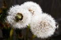 Three dandelions in drops of water Royalty Free Stock Photo