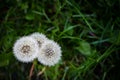 Three white fluffy dandelions on green grass Royalty Free Stock Photo