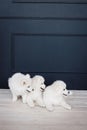 Three white samoyed puppies
