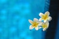 White frangipani plumeria flowers floating on blue water in aroma therapy spa Royalty Free Stock Photo