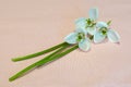 Three white snowdrops on pink background