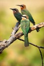 Three white fronted bee eaters Royalty Free Stock Photo