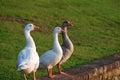 Three white geese Royalty Free Stock Photo