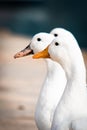 Three white geese Royalty Free Stock Photo