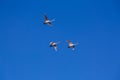 Three white geese flying in blue sky Royalty Free Stock Photo