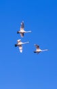 Three white geese flying in blue sky Royalty Free Stock Photo