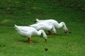 Three white geese Royalty Free Stock Photo