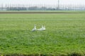 Three white geese in grassland Royalty Free Stock Photo