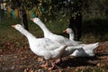 Three white geese Royalty Free Stock Photo