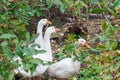 Three white geese are hiding in green thickets in the forest. Wild bird that hunters hunt during the hunting season in the fall