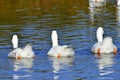 Three white geese Royalty Free Stock Photo