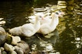 Three white geese in the pond Royalty Free Stock Photo