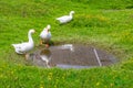 Three white geese standing by a pond with water surrounded by wild green grass Royalty Free Stock Photo