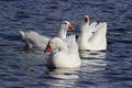 Three White Geese Royalty Free Stock Photo