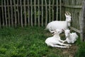 Three White Goats Royalty Free Stock Photo