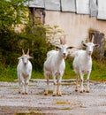 Three white goats on the road Royalty Free Stock Photo