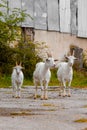 Three white goats on the road Royalty Free Stock Photo