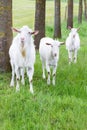Three white goats standing on grass with tree trunks