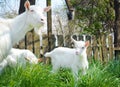 Three white goats standing among green grass Royalty Free Stock Photo