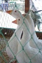 Three white goose in a cage