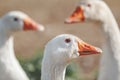 Three white goose close up, side view Royalty Free Stock Photo
