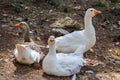 Three white gooses Royalty Free Stock Photo