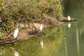 Three white Herons on a llake in the Sao Paulo Zoo, in Brazil Royalty Free Stock Photo