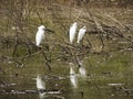 Three White Herons in a Western Colorado Wetlands