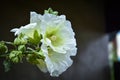 Three White Hollyhocks Close Up