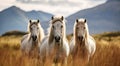 Three white horse on the bush with mountain view Royalty Free Stock Photo