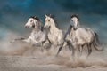 Three white horse run Royalty Free Stock Photo