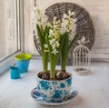 Three white hyacinth in a vintage pot Royalty Free Stock Photo