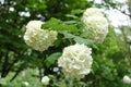 Three white inflorescences of Viburnum opulus sterile